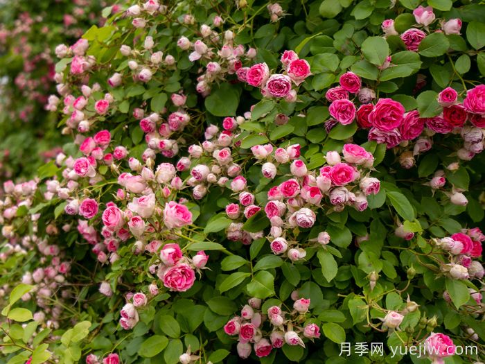 胭脂扣月季(图4)