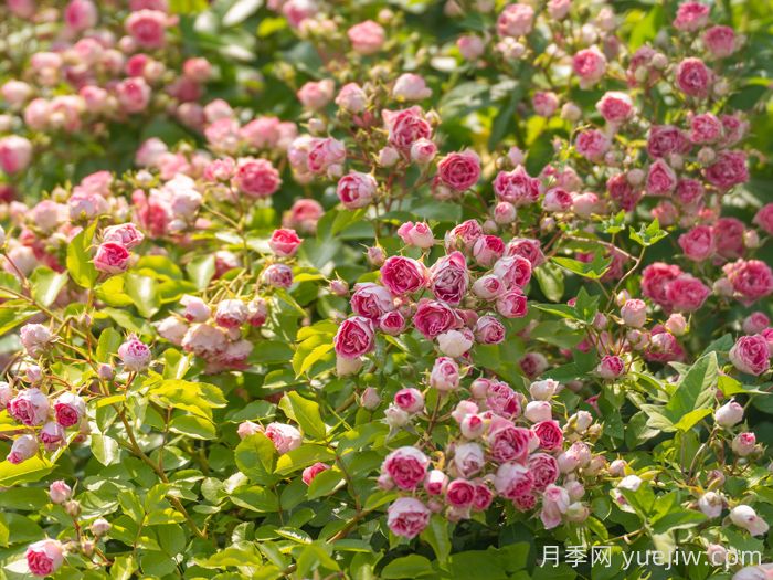 胭脂扣月季(图5)