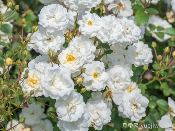 千堆雪月季(图2)