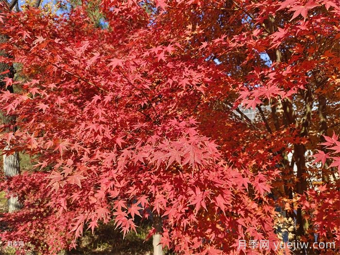 红枫育苗技术及其养护管理(图1)