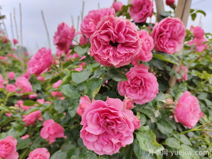 分享8种神仙月季花,唯美惊艳开花量大(图1) 分享8种神仙月季花,唯美惊艳开花量大(图1)