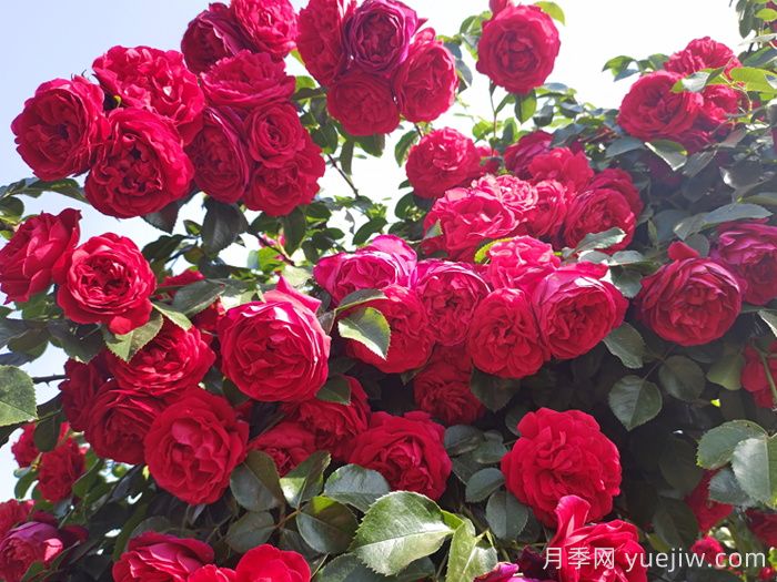 分享8种神仙月季花,唯美惊艳开花量大(图2) 分享8种神仙月季花,唯美惊艳开花量大(图2)