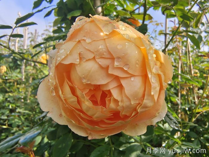 分享8种神仙月季花,唯美惊艳开花量大(图3) 分享8种神仙月季花,唯美惊艳开花量大(图3)