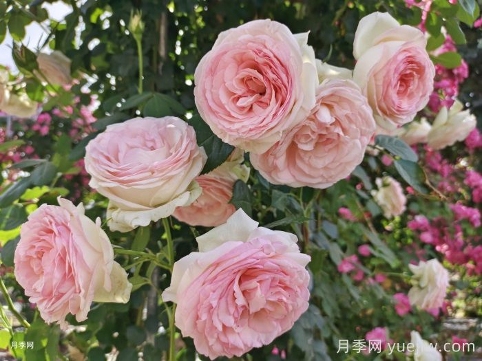 分享8种神仙月季花,唯美惊艳开花量大(图4) 分享8种神仙月季花,唯美惊艳开花量大(图4)