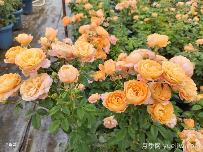 分享8种神仙月季花,唯美惊艳开花量大(图6) 分享8种神仙月季花,唯美惊艳开花量大(图6)