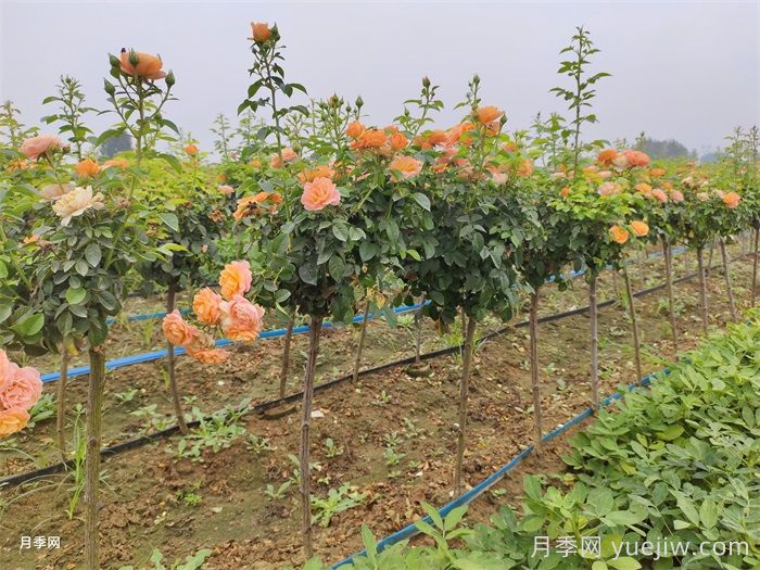皮实好看的二个月季花,不怕雨淋日晒(图2) 皮实好看的二个月季花,不怕雨淋日晒(图2)