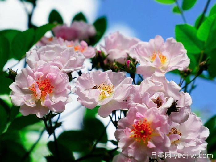 云南威信：蔷薇花开 等你路过(图1)