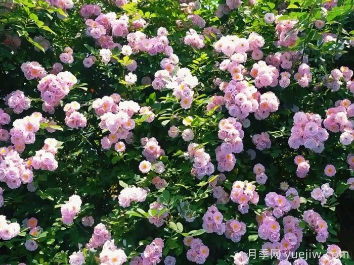 云南威信：蔷薇花开 等你路过(图2)