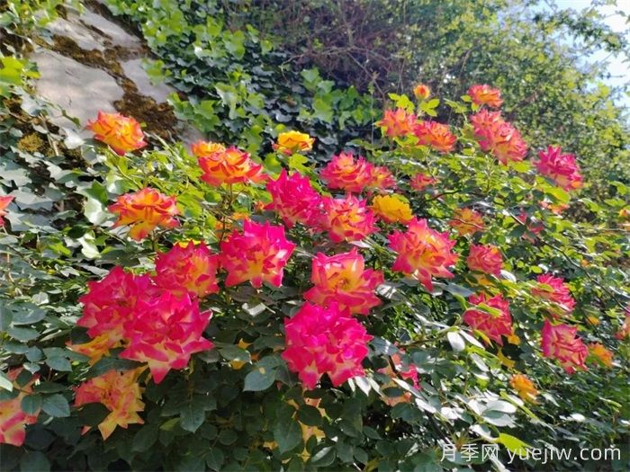 甘南舟曲：蔷薇月季盛放 为城市绿化亮彩增色(图1)