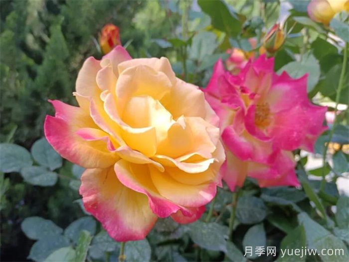 甘南舟曲：蔷薇月季盛放 为城市绿化亮彩增色(图2)