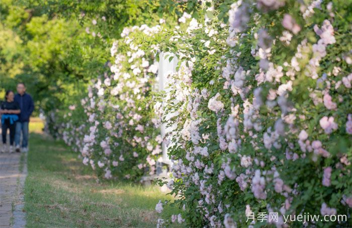 盐城大丰：蔷薇花开，上演浪漫时间(图3)