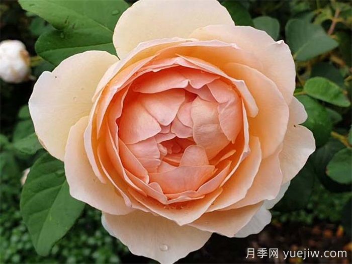 这10个香水月季花，花形优美，花香宜人(图1)