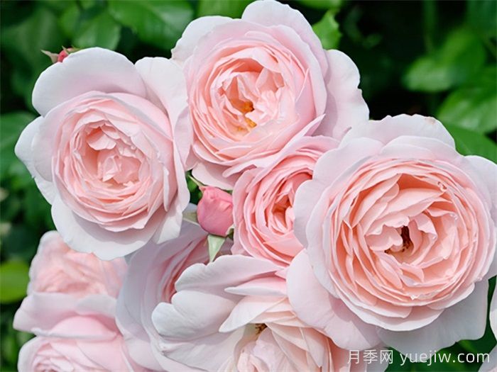 这10个香水月季花，花形优美，花香宜人(图3)