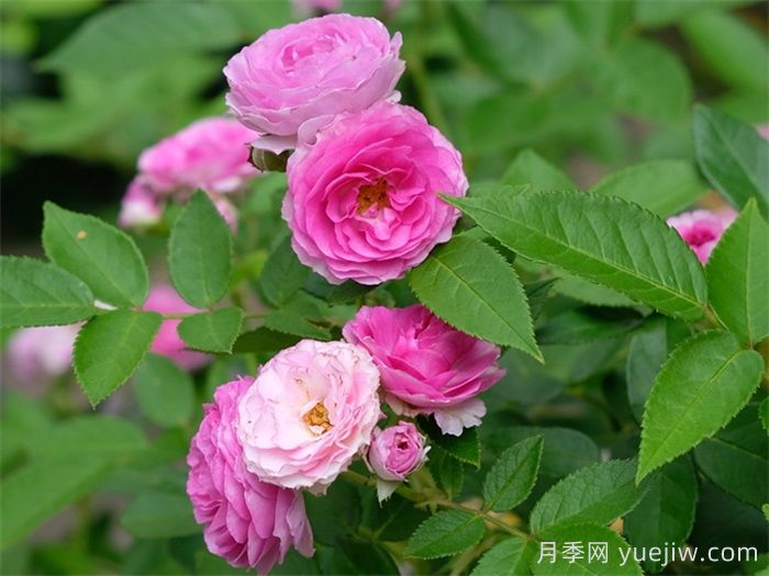 3种经典微型月季,阳台养月季首选,开花勤快少生病(图2) 3种经典微型月季,阳台养月季首选,开花勤快少生病(图2)