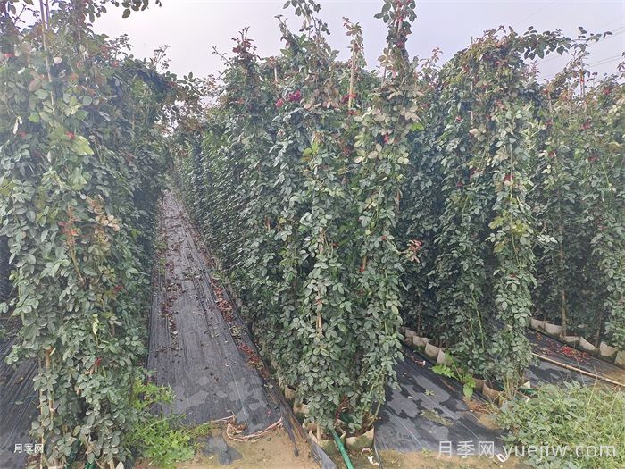 月季花墙(图4) 月季花墙(图4)