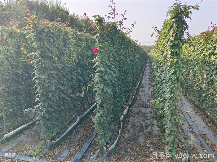 月季花墙(图5) 月季花墙(图5)