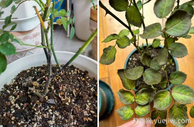 夏天的月季总是黑杆黄叶，到底哪里做错了？(图1)