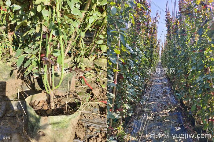 2千棵弗洛伦蒂娜打造400米花篱(图2)