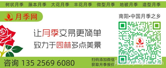 2千棵弗洛伦蒂娜打造400米花篱(图3)