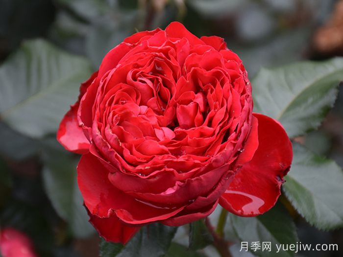 推荐10款红色灌木月季品种,花型香味抗病都优秀(图2) 推荐10款红色灌木月季品种,花型香味抗病都优秀(图2)