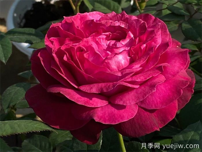 推荐10款红色灌木月季品种,花型香味抗病都优秀(图3) 推荐10款红色灌木月季品种,花型香味抗病都优秀(图3)