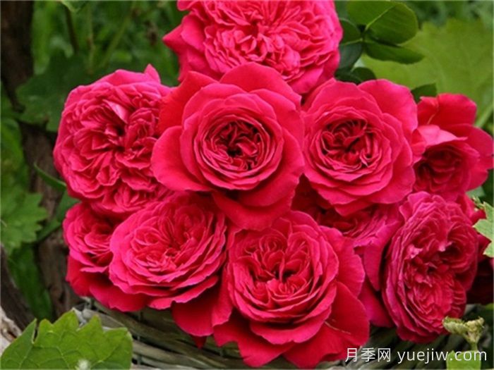 推荐10款红色灌木月季品种,花型香味抗病都优秀(图4) 推荐10款红色灌木月季品种,花型香味抗病都优秀(图4)