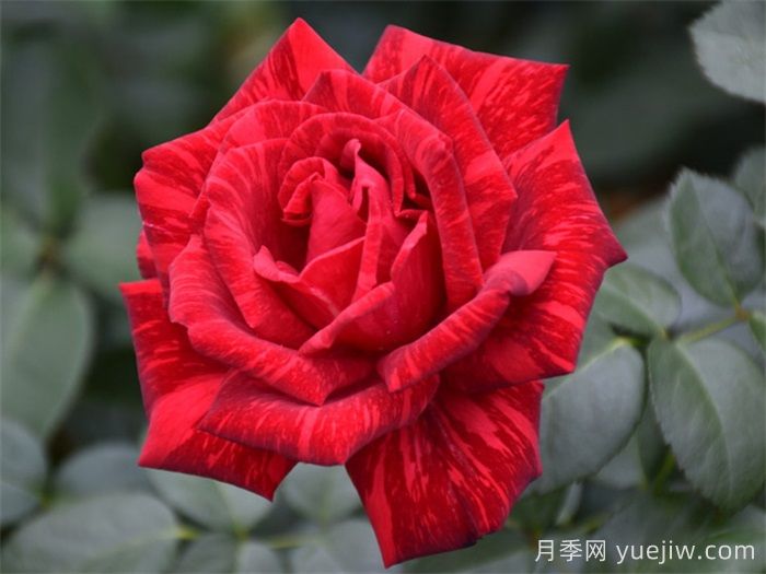 推荐10款红色灌木月季品种,花型香味抗病都优秀(图5) 推荐10款红色灌木月季品种,花型香味抗病都优秀(图5)