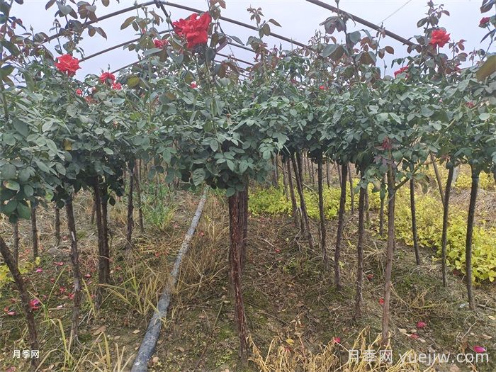 立秋后园林绿化月季养护注意事项有哪些？(图2)