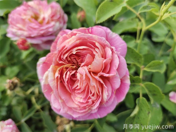 惊艳之美让人倾心,就是这12种经典月季花(图2) 惊艳之美让人倾心,就是这12种经典月季花(图2)