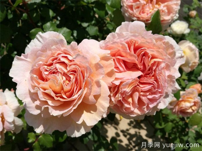 惊艳之美让人倾心,就是这12种经典月季花(图6) 惊艳之美让人倾心,就是这12种经典月季花(图6)