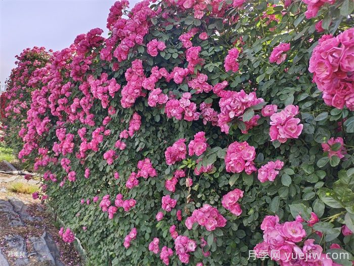 6大网红月季花墙，打造莫奈花园(图1)