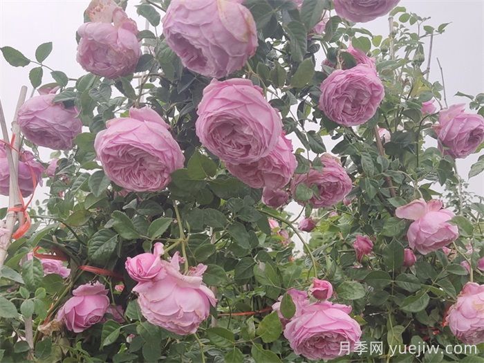 6大网红月季花墙，打造莫奈花园(图3)