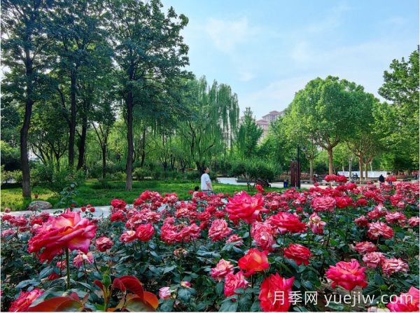 石家庄有什么月季打卡好去处？看市花月季花墙到这里(图2)