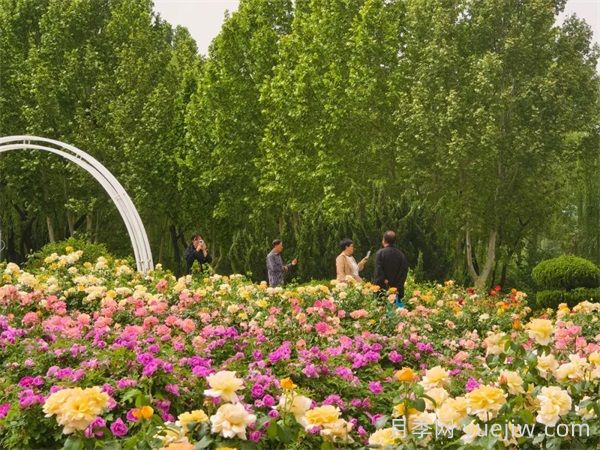 石家庄有什么月季打卡好去处？看市花月季花墙到这里(图3)
