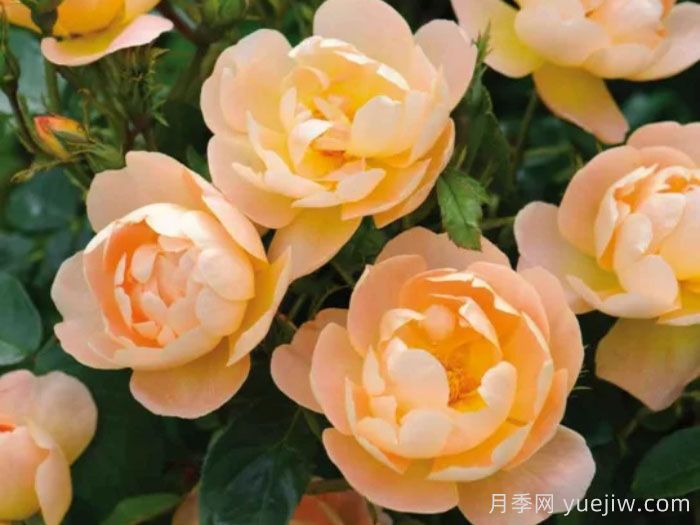 如果花园里只能种5棵月季，你选奥斯汀吗？(图3)