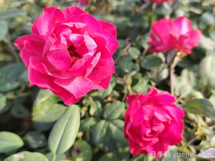 通过以下4点来区分月季和玫瑰(图1) 通过以下4点来区分月季和玫瑰(图1)