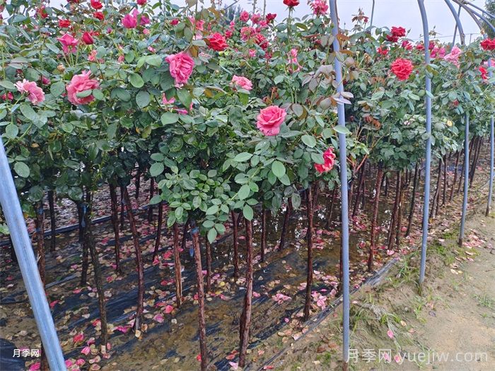 树状月季种植后开花不大的原因在哪里？和品种有关系吗？(图2)