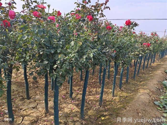 路边园林中的月季树又叫树状月季，已经成了月季界的新宠(图3)