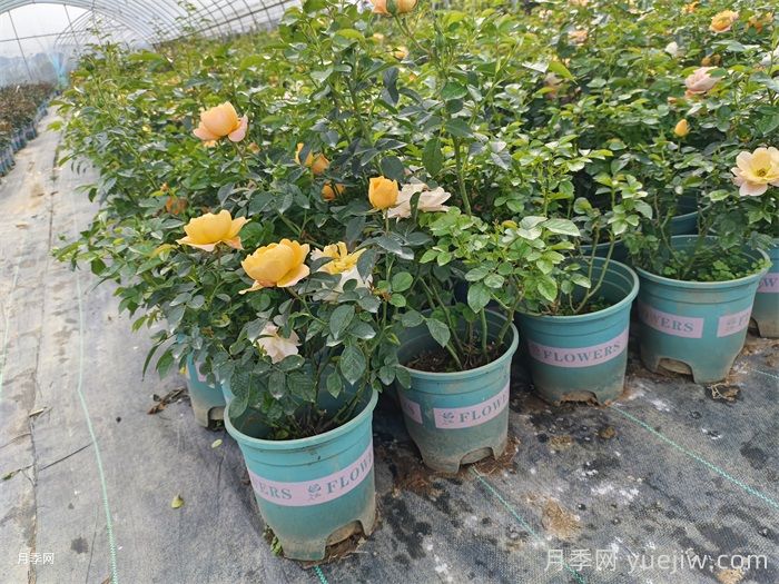 分析盆栽月季花初春易死亡的几大因素(图1)