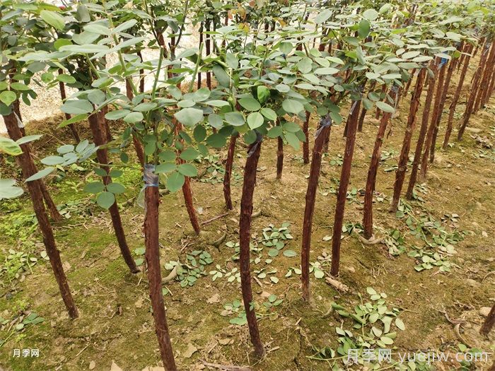 嫁接月季除了砧木以外，嫁接时间和方法也很重要(图2)