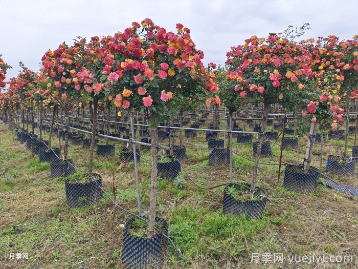 一年四季月季都需要打理，匠心养护有什么不同的技巧？(图2)