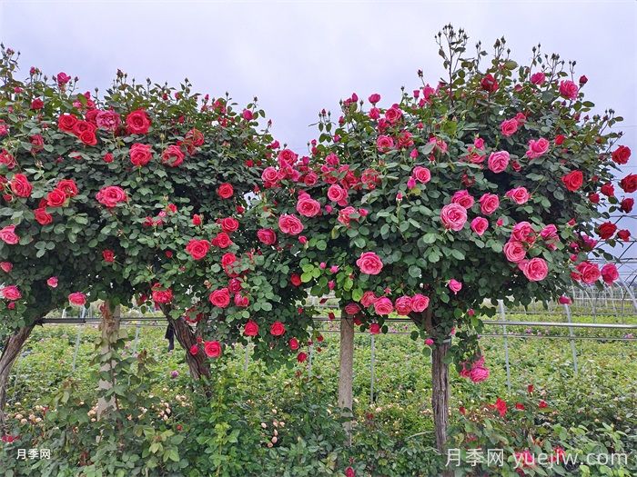 树状月季老化怎么办？南阳月季繁育基地帮你解答(图1)