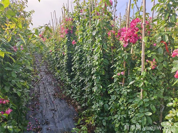 藤本月季的花期控制办法(图2) 藤本月季的花期控制办法(图2)