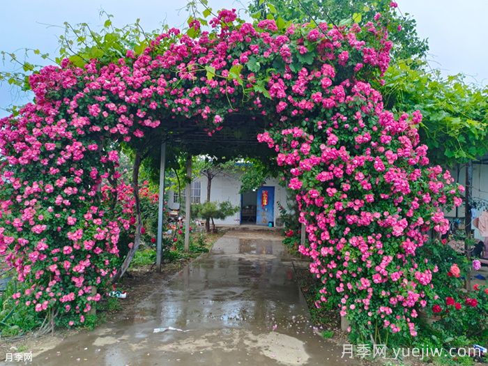 藤本月季的花期控制办法(图1) 藤本月季的花期控制办法(图1)