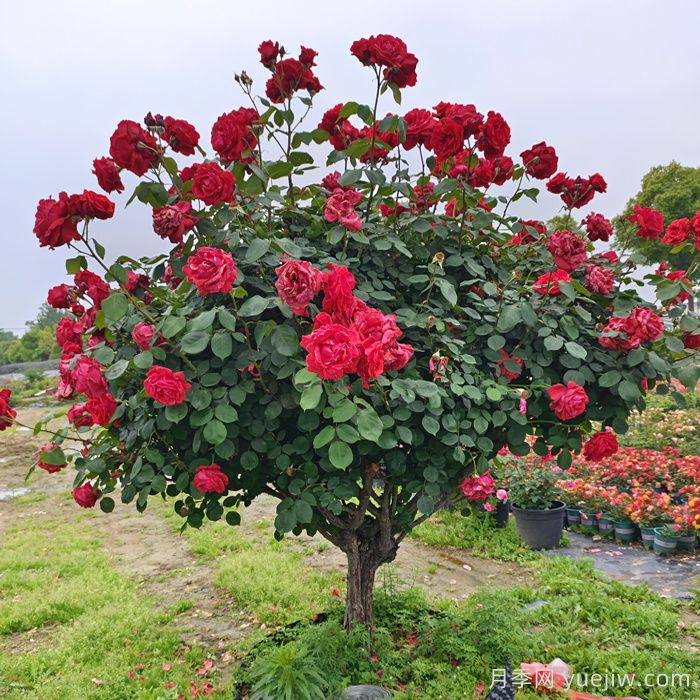花木修剪几月份最好?(图2) 花木修剪几月份最好?(图2)
