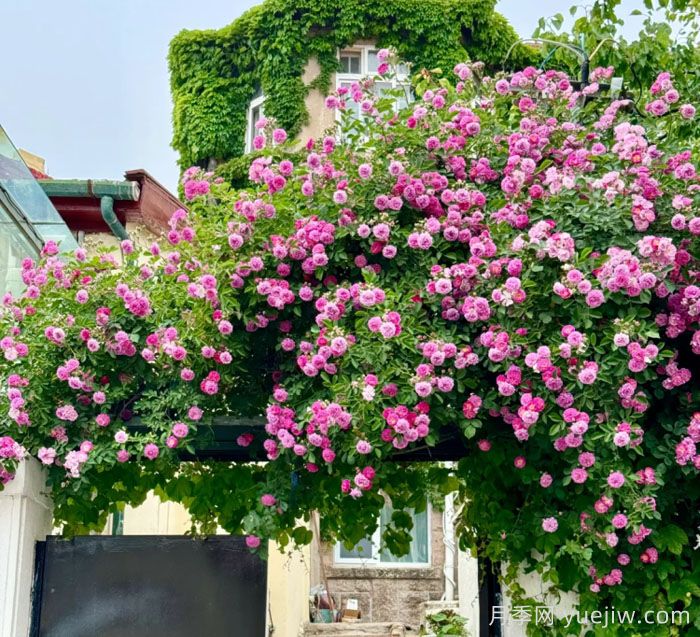 青岛蔷薇花开海滨，真正的顶流浪漫(图1)