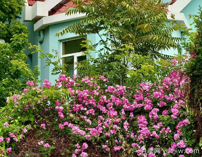 青岛蔷薇花开海滨，真正的顶流浪漫(图2)