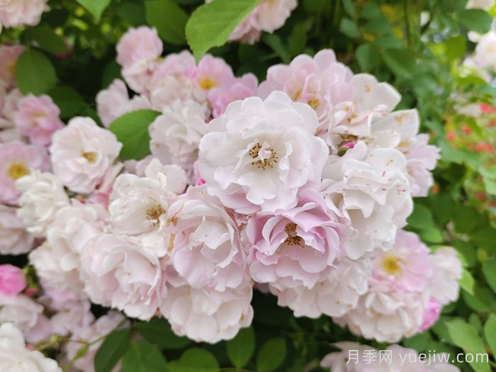 青岛蔷薇花开海滨，真正的顶流浪漫(图3)