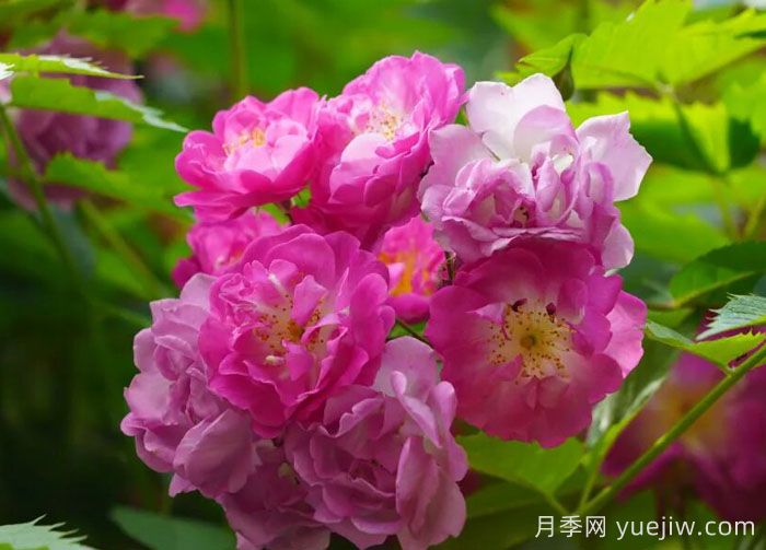 上海嘉定：江桥镇蔷薇花开，邂逅浪漫时光(图1)