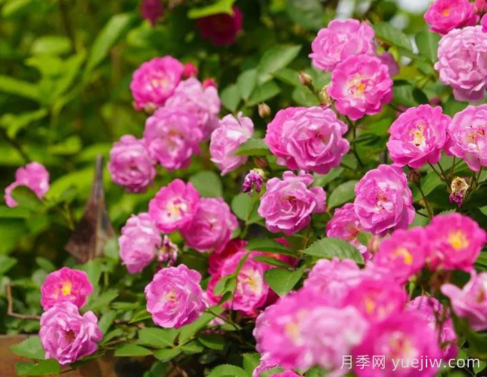 上海嘉定：江桥镇蔷薇花开，邂逅浪漫时光(图2)